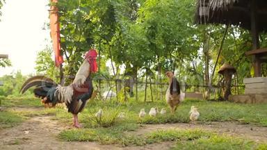 公鸡、汉和鸡在后院<strong>自由行</strong>走。 可爱的快乐鸟家庭在农场。 4K.