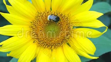 向日葵工作蜂晴天关闭自然能源有机农业清洁农场户外蜂蜜花粉蜂