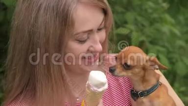 狗舔冰淇淋。 一个女人的忠实宠物坐在她的<strong>怀里</strong>。 玩具狗吃美味的冰淇淋