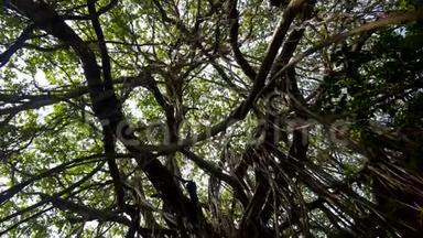 潮湿的外来植物和茂密热带雨林荒野中的树木上扭曲的藤本植物