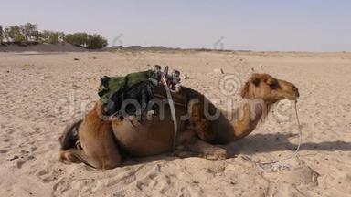 在炎热的沙漠里，棕色的骆驼躺在沙子上。 沙漠中的一只野骆驼