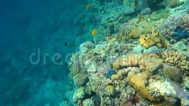 水下多姿多彩的热带鱼和美丽的珊瑚