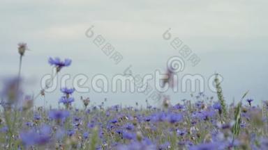 美丽的蓝色矢车菊野花在花夏日落场，没有人近距离观看慢莫4K视频