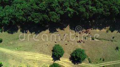在葡萄园附近的乡间草地上牛群的鸟瞰图
