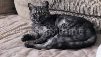 美丽的英国黑烟猫躺在沙发上