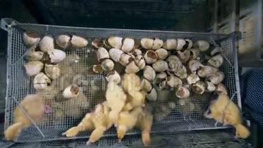破碎的蛋壳和被移除的小鸭子的俯视图