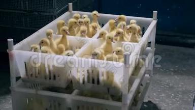 许多小鸭子在禽舍的塑料盒子里<strong>熙熙攘攘</strong>。
