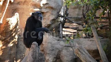 普通黑猩猩在树上<strong>吃东西</strong>