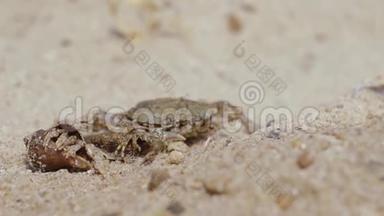 贝壳类动物在螃蟹前面的沙滩上探索周围的环境
