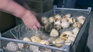 家禽饲养场的工作人员正在从蛋壳里取出小鸭子