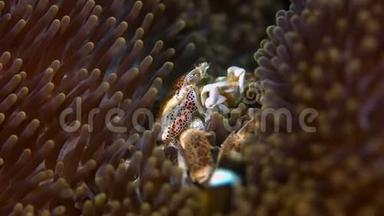 斑点瓷蟹