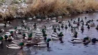 在寒冷的秋天里，一大群<strong>鸭子</strong>和<strong>鸭子</strong>在河口