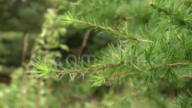 松科木本植物属.. 落叶松或落叶松树枝，有细腻的针状绿叶..