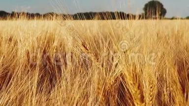 <strong>金色</strong>成熟的<strong>麦穗</strong>在农业领域的明亮的天光。 慢动作