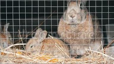 小刚出生的兔子和妈妈一起在笼子里跑着吃东西