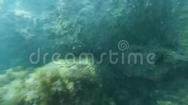 海底的鱼、水母和藻类在海礁之间的海底爬行