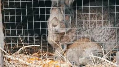 小刚出生的<strong>兔子</strong>和妈妈一起在笼子里跑着吃东西