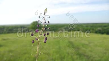 野草自然美景紫草俄罗斯美景生活方式