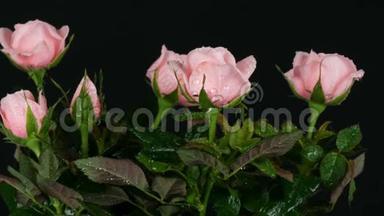 美丽的，嫩的，鲜嫩的，盛开的，粉红色的玫瑰花蕾，在花盆里滴着水滴，轻风吹着黑色