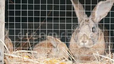 小刚出生的兔子和妈妈一起在笼子里跑着吃东西