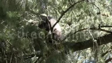 一只<strong>小浣熊</strong>栖息在松树上俯视