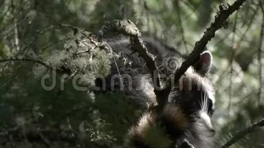 一只毛茸茸的小浣熊栖息在松树上