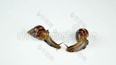 两只阿哈蒂娜的蜗牛在白色的背景上<strong>爬</strong>行。 一个转身离开另一个。 美容，医学，<strong>宠</strong>物