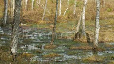 早春时节，在水中用直立的无叶树拍打沼泽
