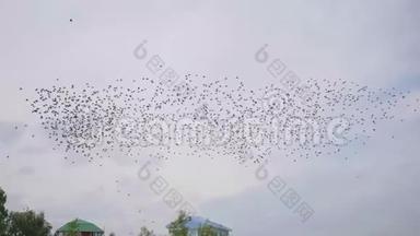 一群鸟在天空中飞翔。 一个地方有很多燕子