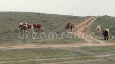 牛群走在乡村道路和农村田野上。 奶牛在田间放牧