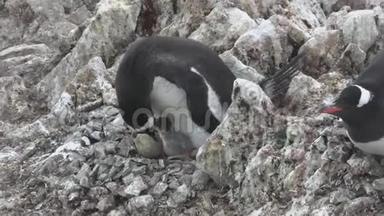 一只雌企鹅和两只雏鸟一起坐在巢里喂它们