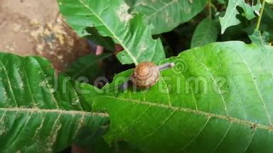 蜗牛爬在绿叶上，风<strong>吹</strong>着<strong>叶子</strong>，直到摇动。