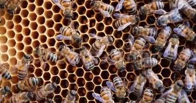 在蜂巢里工作的蜜蜂。 蜜蜂将花蜜转化为蜂蜜，并将其覆盖在蜂窝中。