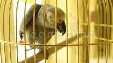 非洲灰鹦鹉在金色的笼子里，非洲灰鹦鹉坐在笼子里，漂亮的大鹦鹉在笼子里