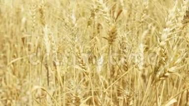 白天在金田上的成熟小麦穗。 干黑麦在风中缓慢摇摆的穗状花序