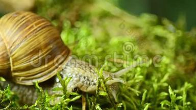 大型蜗牛林。 蜗牛沿着森林苔藓爬行