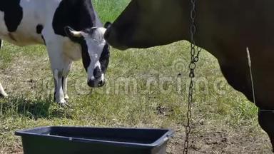 两头奶牛在牧场特写