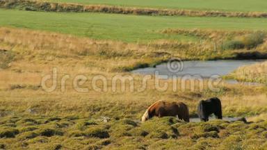 冰岛牧场上有两匹马，天气晴朗，小鸟正坐在红马上