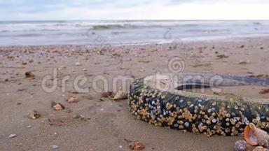 暴风雨中，汽车轮胎在沙岸被波浪抛掷. 轮胎上布满了贝壳。