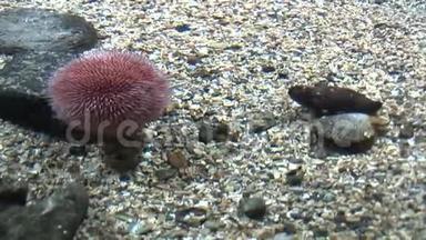 海洋生物-海胆-红海海胆