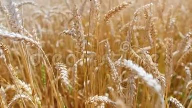 小麦穗在田里。 概念：生态、清洁空气、夏季、春季、种植园、草地、植物、环境、黄金