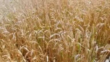 小麦穗在田里。 概念：生态、清洁空气、夏季、春季、种植园、草地、植物、环境、黄金