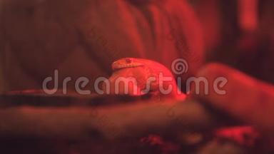 一条小玉米蛇，在水里用红光吃小老鼠