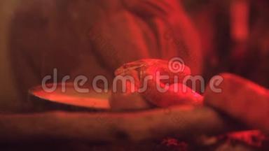 一条小玉米蛇，在水里用红光吃小老鼠