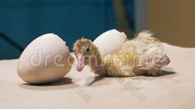 小小鸡在蛋壳附近<strong>颤抖</strong>，靠近。