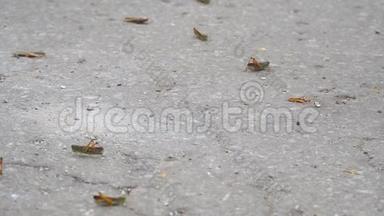 蝗虫在柏油路上爬行。 蝗虫入侵