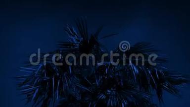 夜间强<strong>风</strong>热带棕榈树