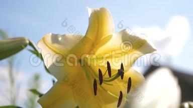 黄色的花园百合迎着蓝天在夏天绽放.. 特写镜头。 鲜花生意。 春天的美丽花朵