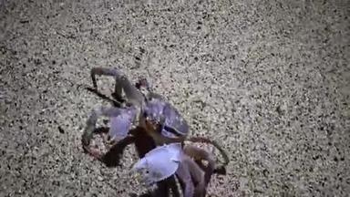 红海鬼蟹，蟹沿着沙滩奔跑，在沙滩上<strong>的</strong>沙滩上打洞
