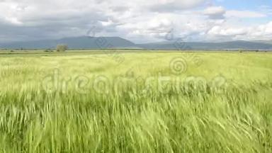 春天的一天，田野上有一大堆小麦. 农村青稞田的近景.. 在风中摇曳的黑麦穗
